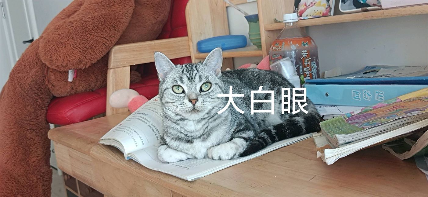 猫图片|宠物猫|猫咪|