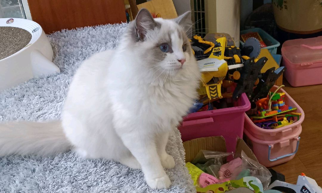 猫图片|宠物猫|猫咪|