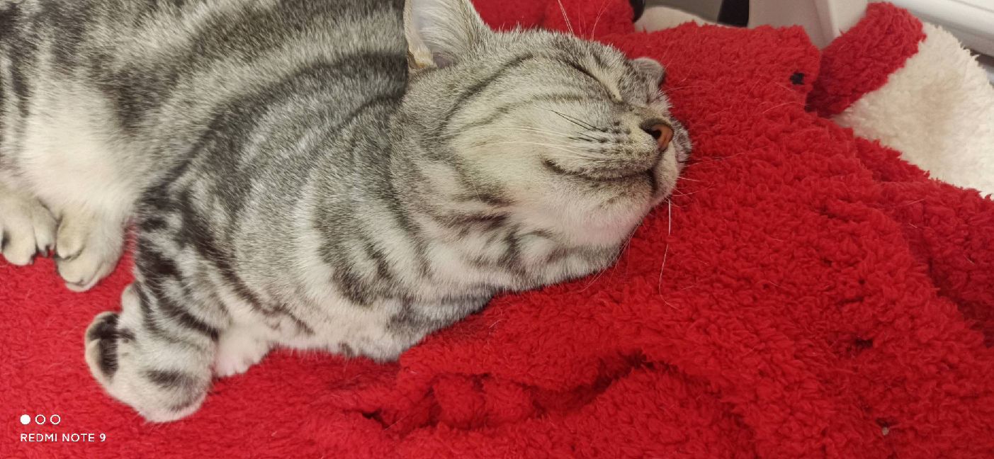 猫图片|宠物猫|猫咪|