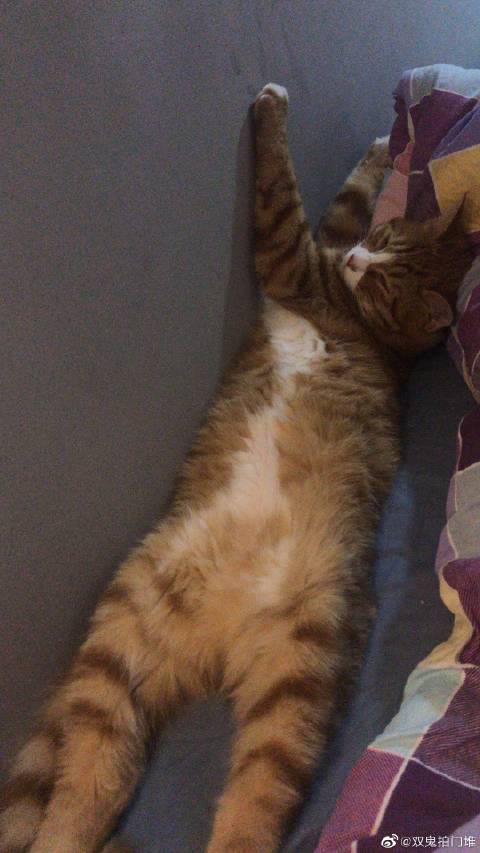 猫图片|宠物猫|猫咪|