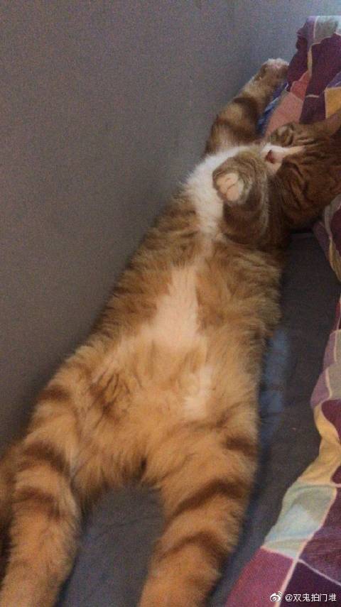 猫图片|宠物猫|猫咪|