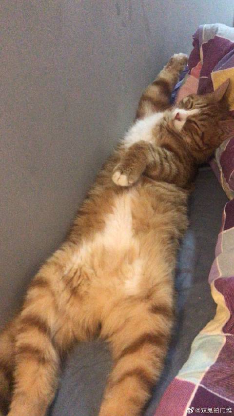 猫图片|宠物猫|猫咪|