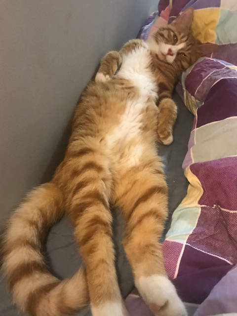 猫图片|宠物猫|猫咪|