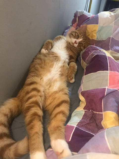 猫图片|宠物猫|猫咪|