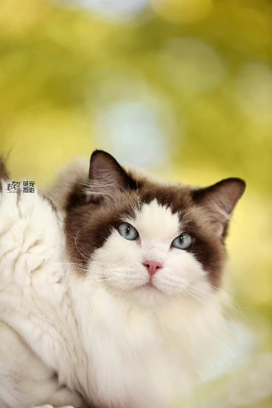 猫图片|宠物猫|猫咪|