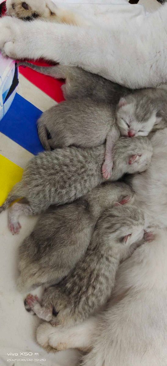 猫图片|宠物猫|猫咪|