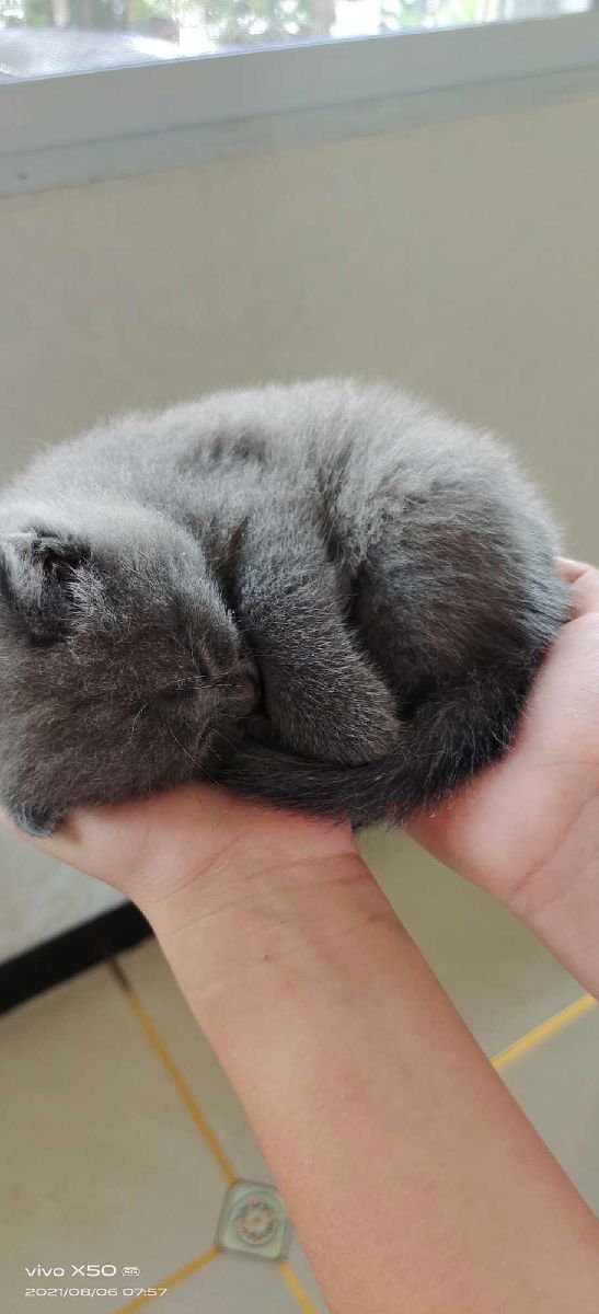 猫图片|宠物猫|猫咪|