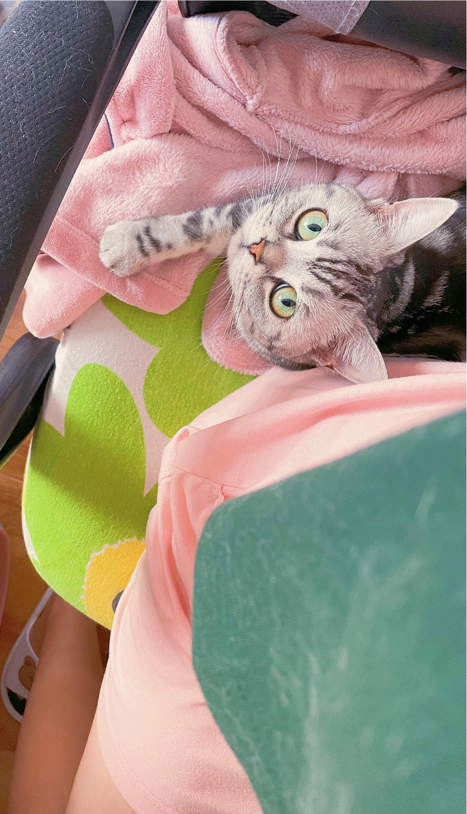 猫图片|宠物猫|猫咪|