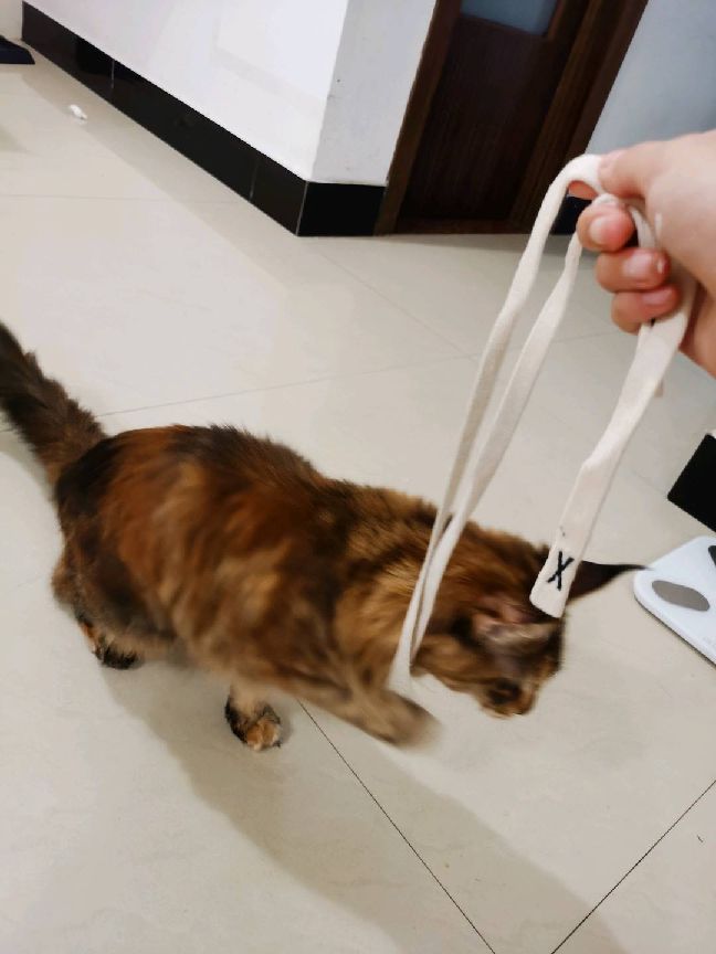 猫图片|宠物猫|猫咪|