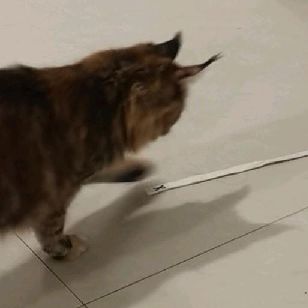 猫图片|宠物猫|猫咪|