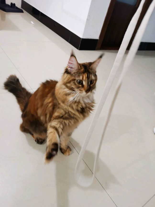 猫图片|宠物猫|猫咪|