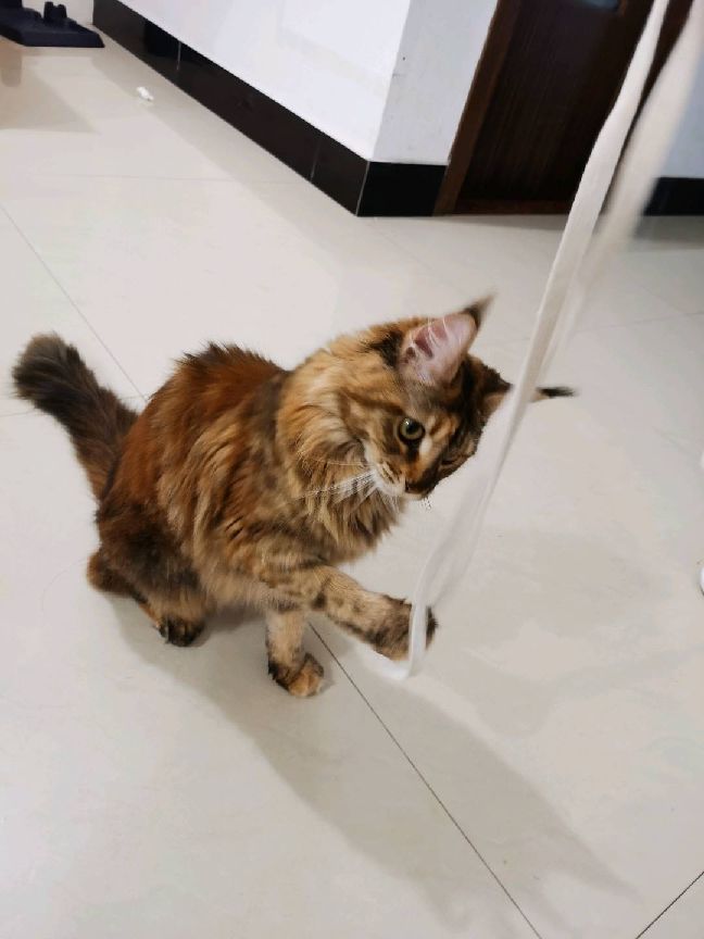 猫图片|宠物猫|猫咪|