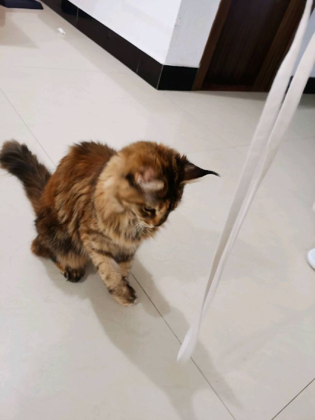 猫图片|宠物猫|猫咪|