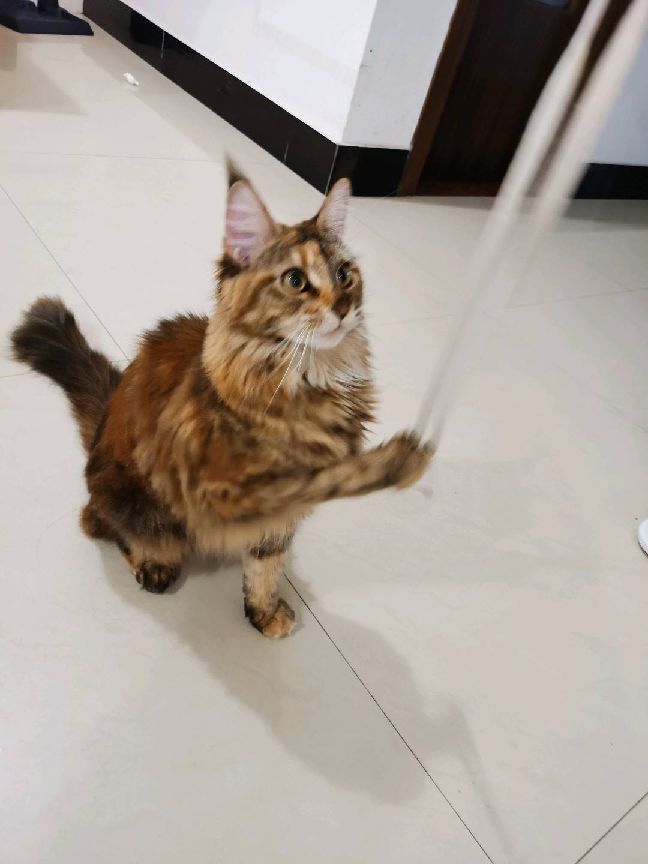 猫图片|宠物猫|猫咪|