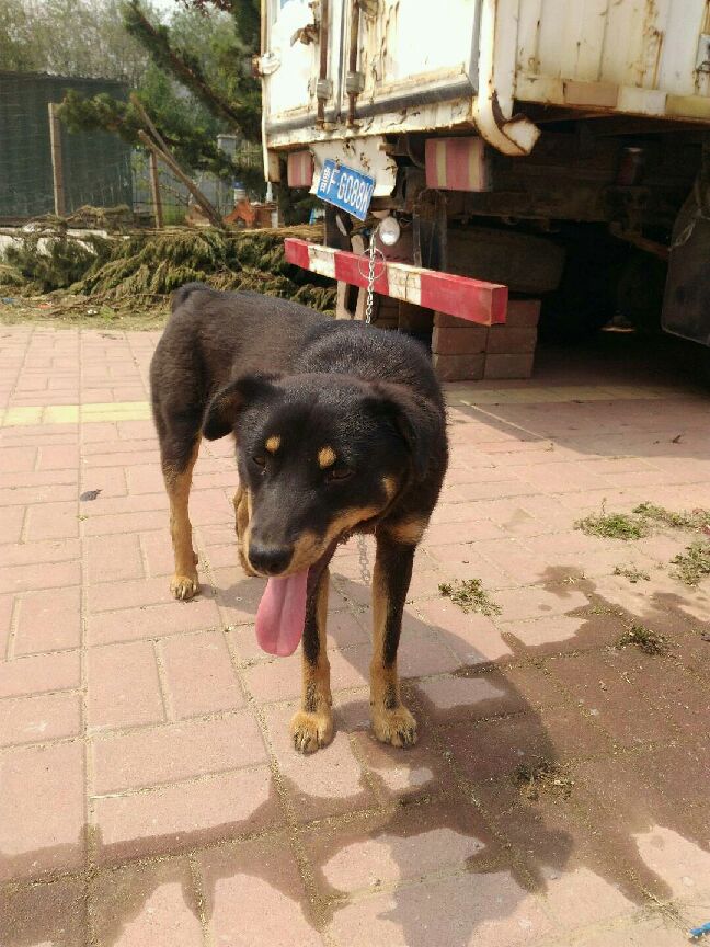 猫图片|宠物猫|猫咪|