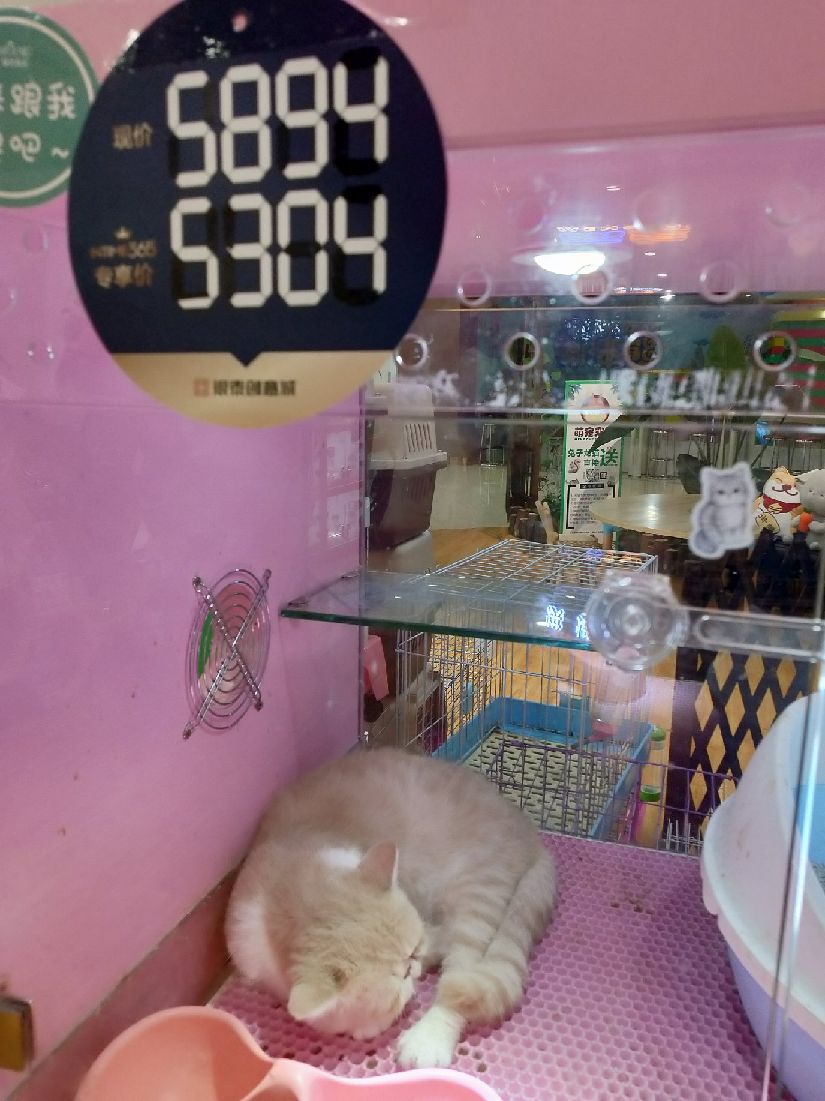 猫图片|宠物猫|猫咪|