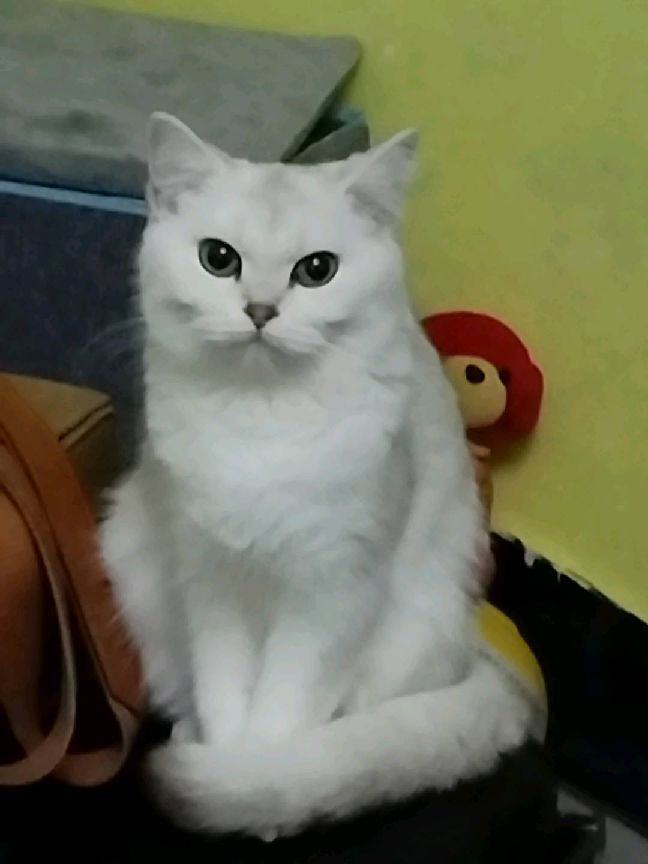 猫图片|宠物猫|猫咪|