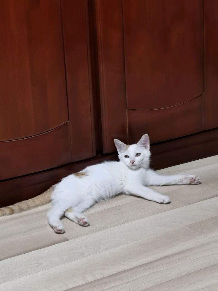 猫图片|宠物猫|猫咪|