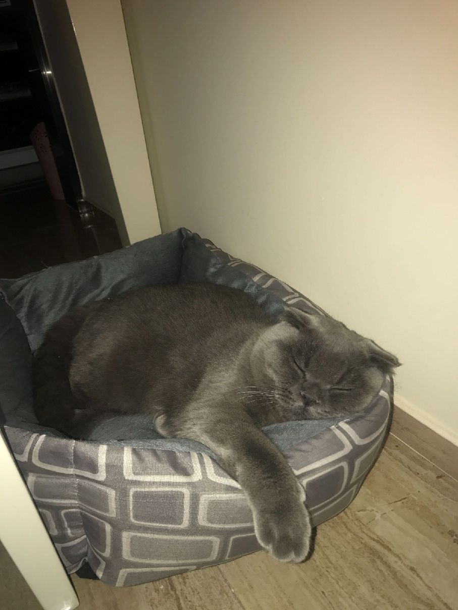 猫图片|宠物猫|猫咪|