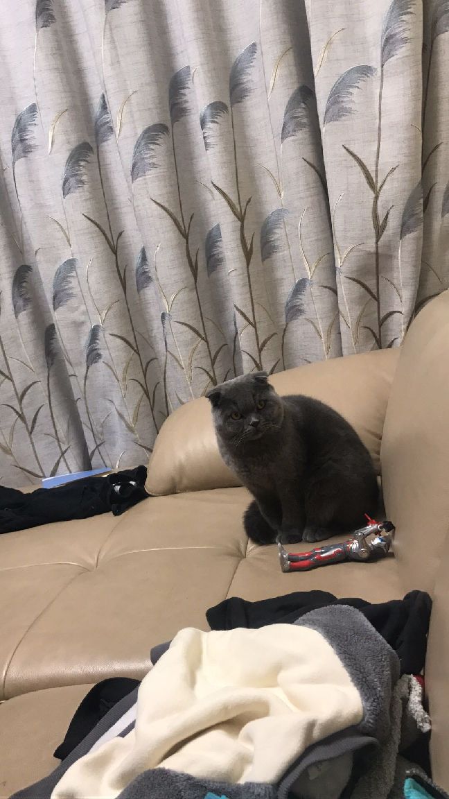 猫图片|宠物猫|猫咪|