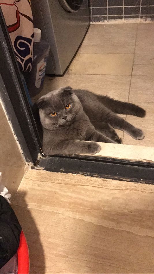 猫图片|宠物猫|猫咪|