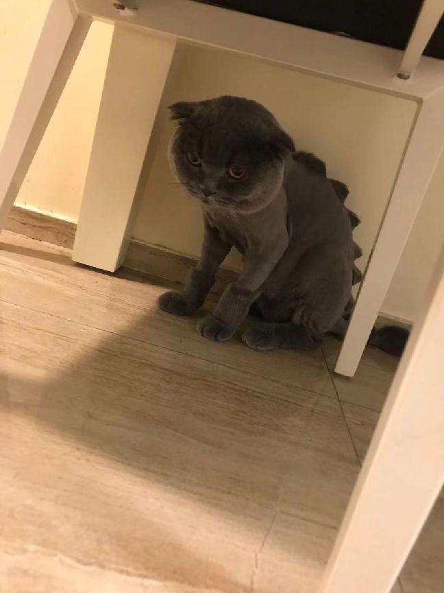 猫图片|宠物猫|猫咪|