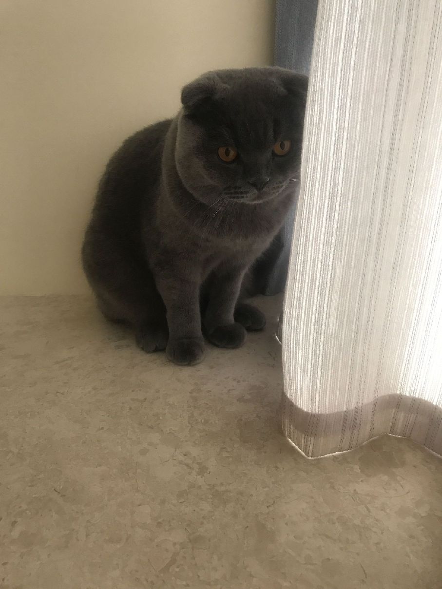 猫图片|宠物猫|猫咪|