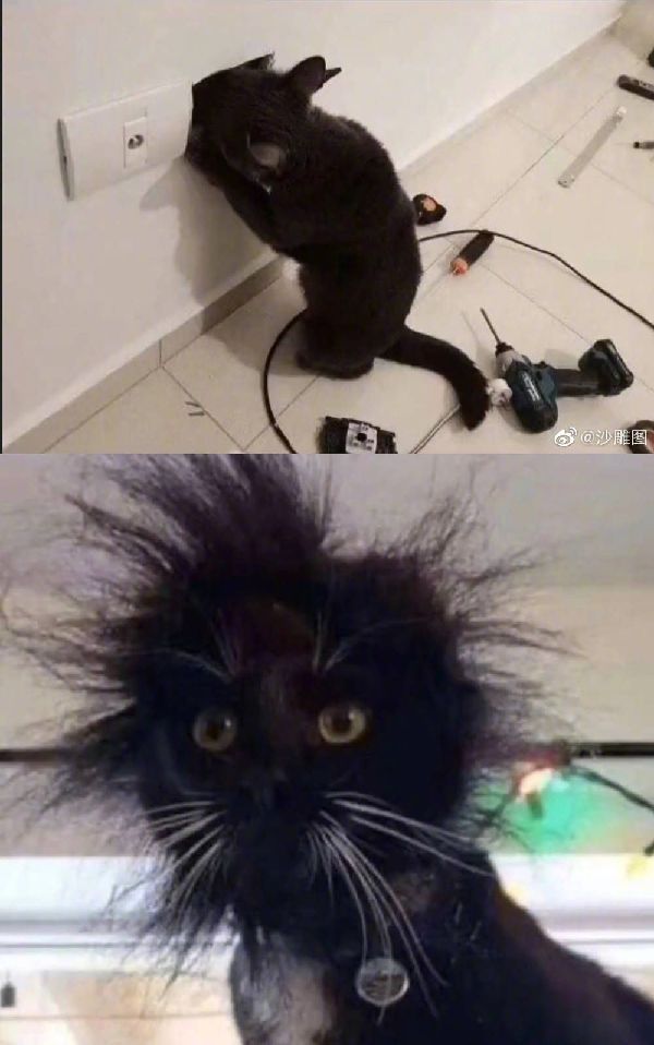 猫图片|宠物猫|猫咪|