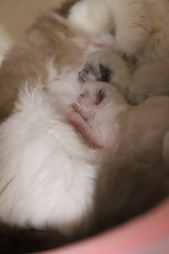 猫图片|宠物猫|猫咪|