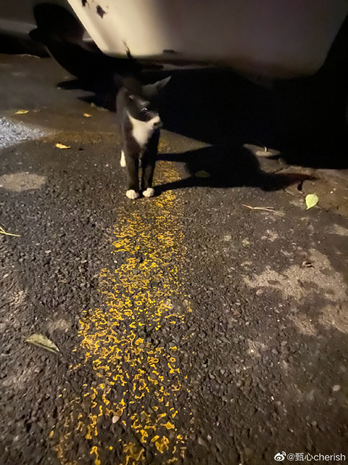 猫图片|宠物猫|猫咪|