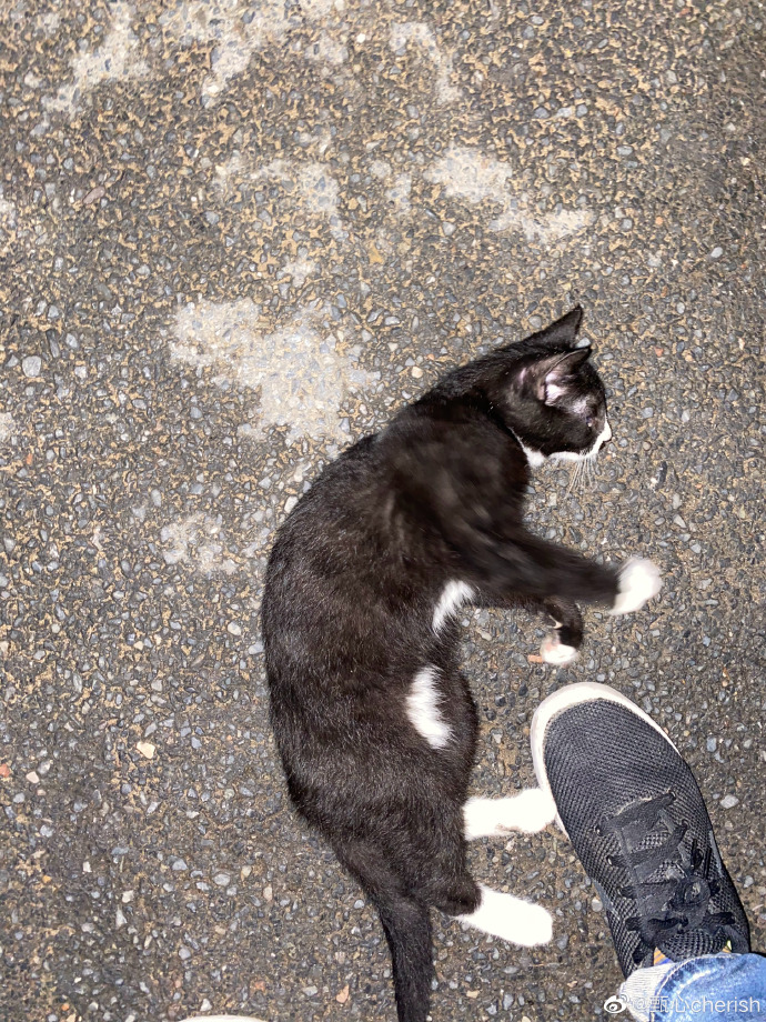 猫图片|宠物猫|猫咪|