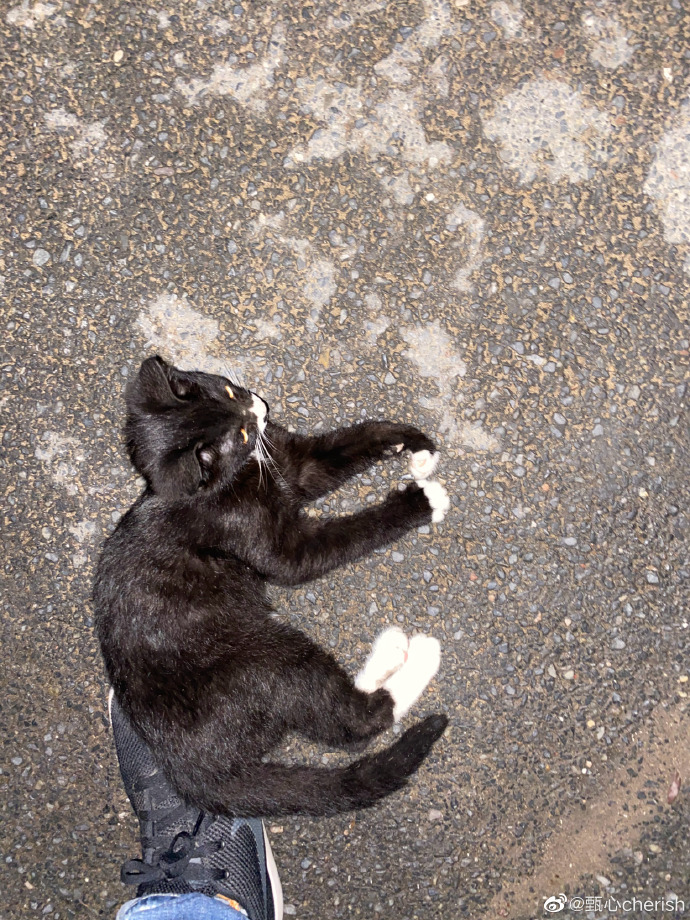 猫图片|宠物猫|猫咪|