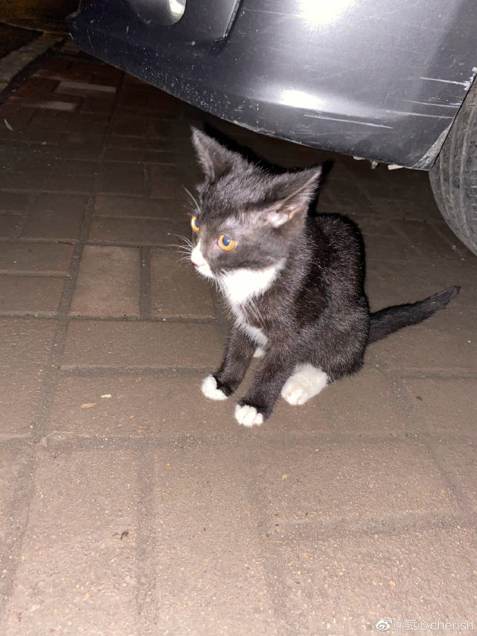 猫图片|宠物猫|猫咪|