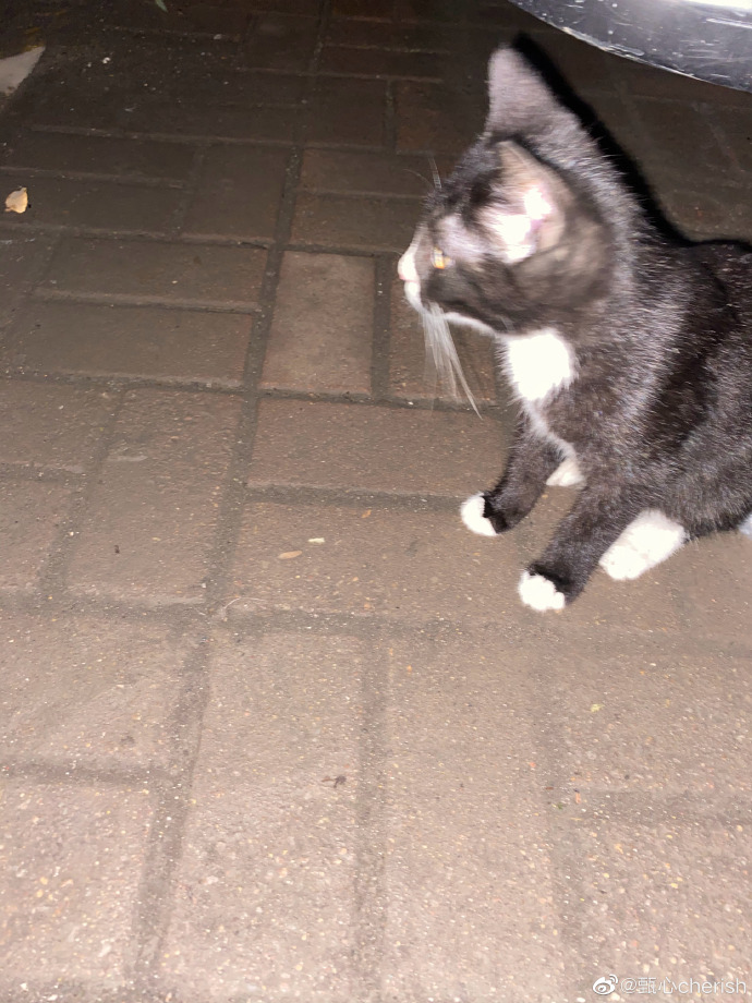 猫图片|宠物猫|猫咪|