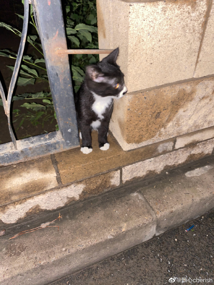 猫图片|宠物猫|猫咪|