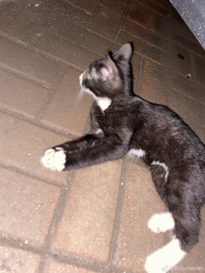 猫图片|宠物猫|猫咪|