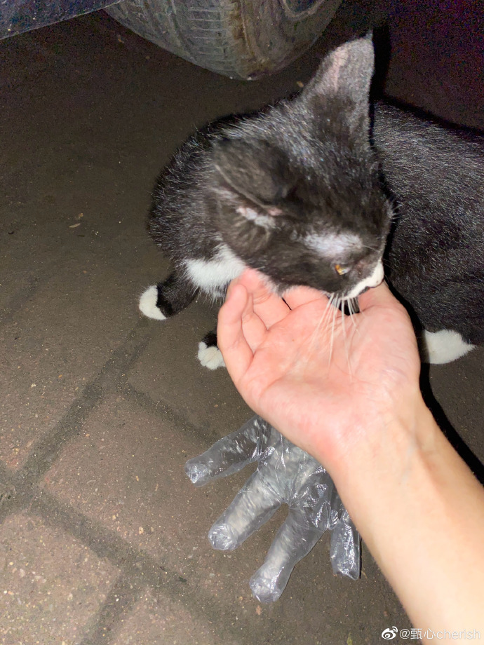 猫图片|宠物猫|猫咪|