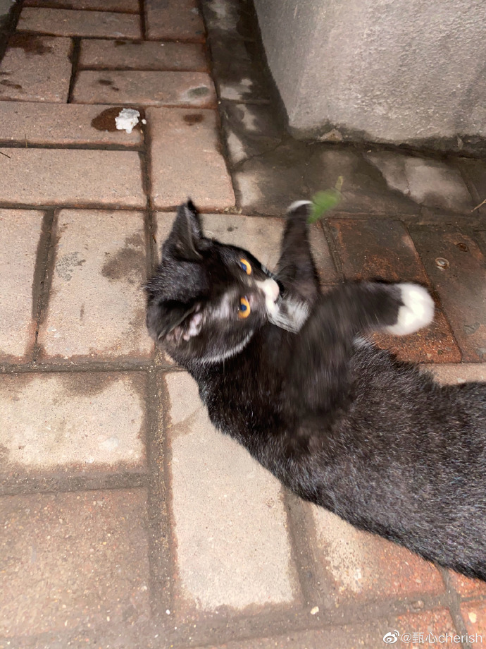 猫图片|宠物猫|猫咪|