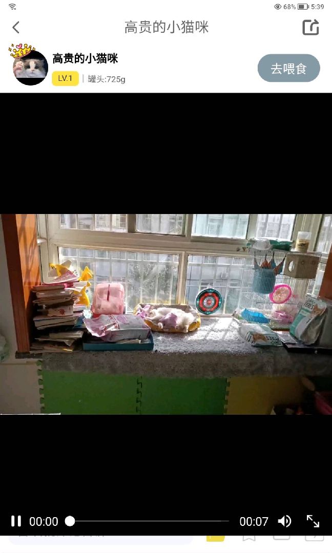 猫图片|宠物猫|猫咪|