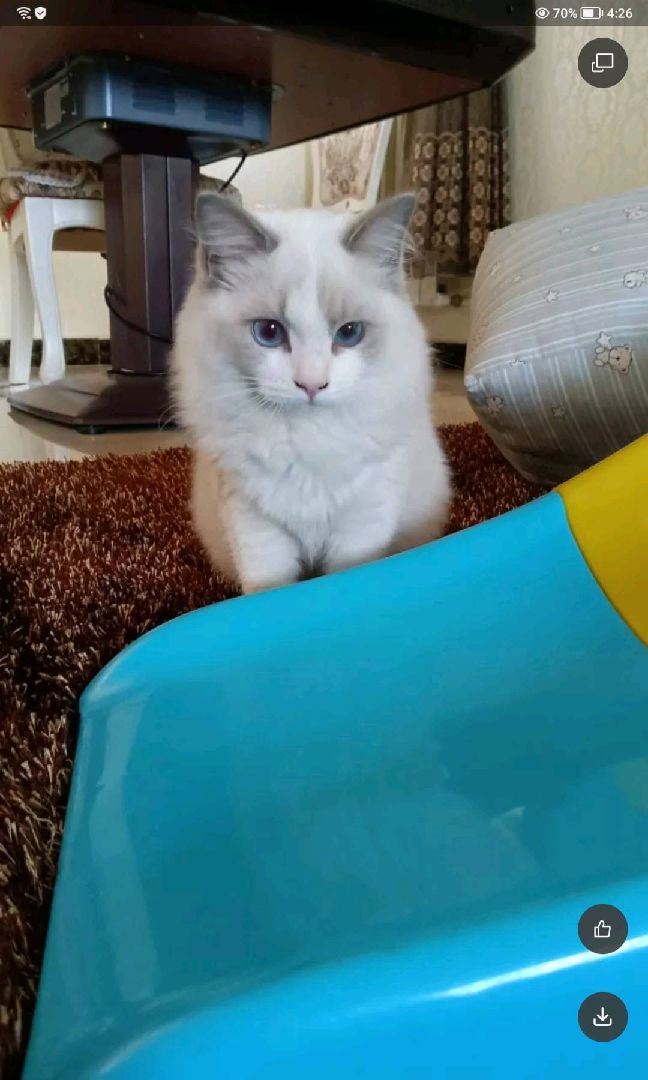 猫图片|宠物猫|猫咪|