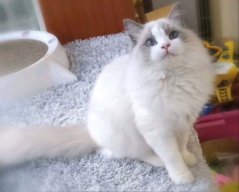 猫图片|宠物猫|猫咪|