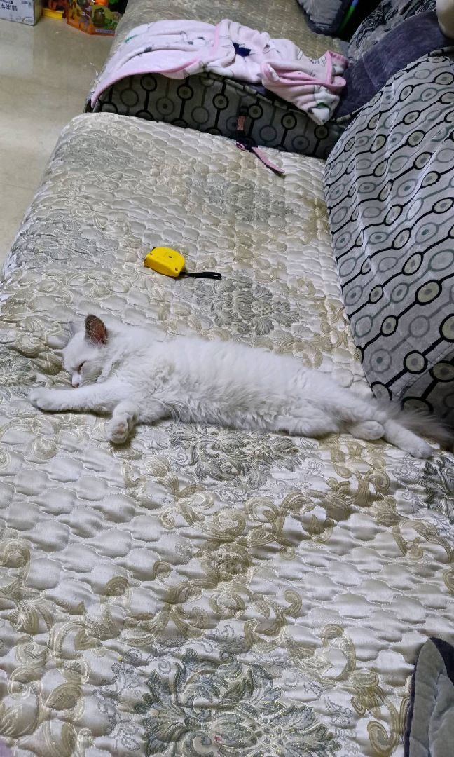 猫图片|宠物猫|猫咪|