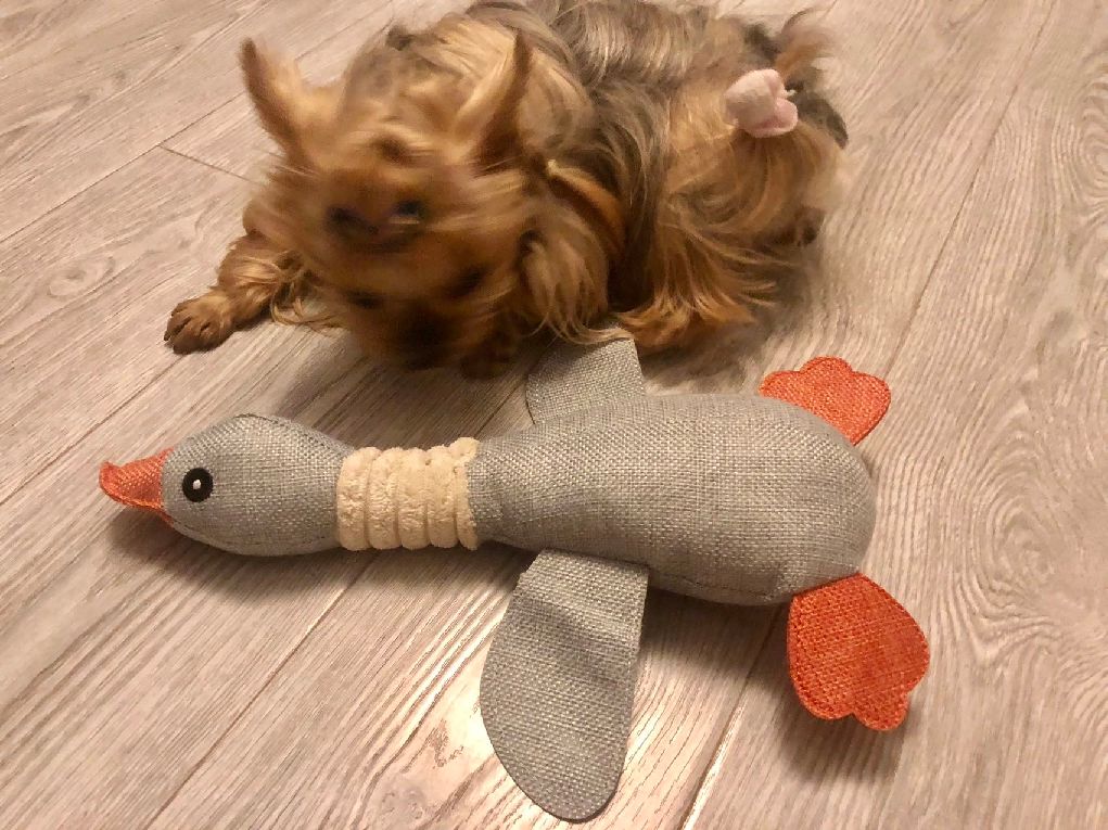 猫图片|宠物猫|猫咪|