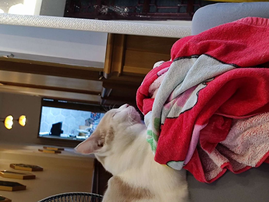 猫图片|宠物猫|猫咪|