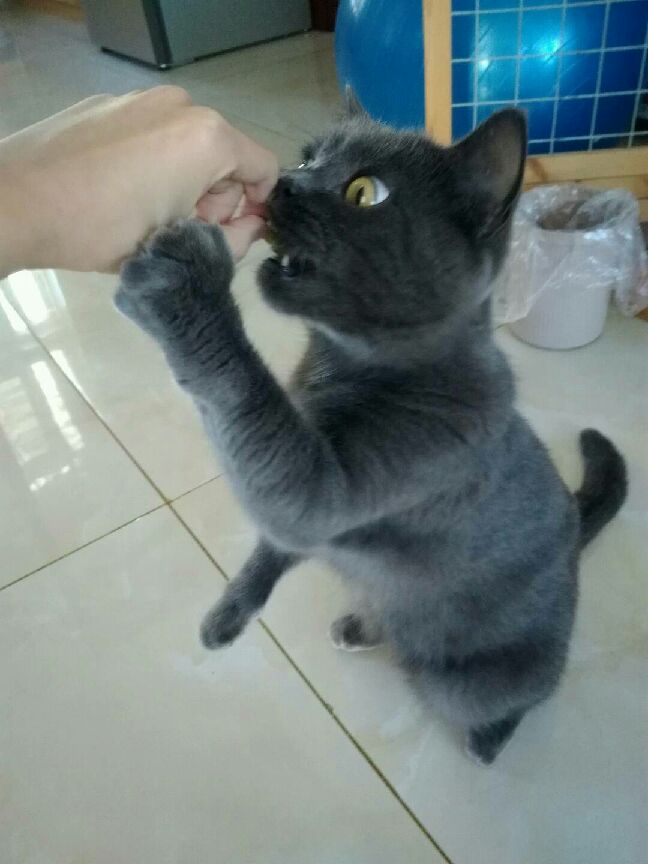 猫图片|宠物猫|猫咪|