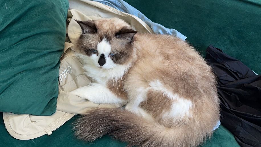 猫图片|宠物猫|猫咪|