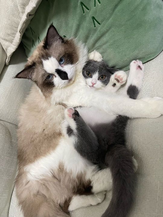 猫图片|宠物猫|猫咪|