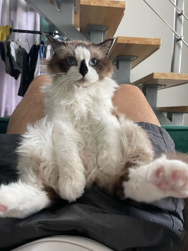 猫图片|宠物猫|猫咪|