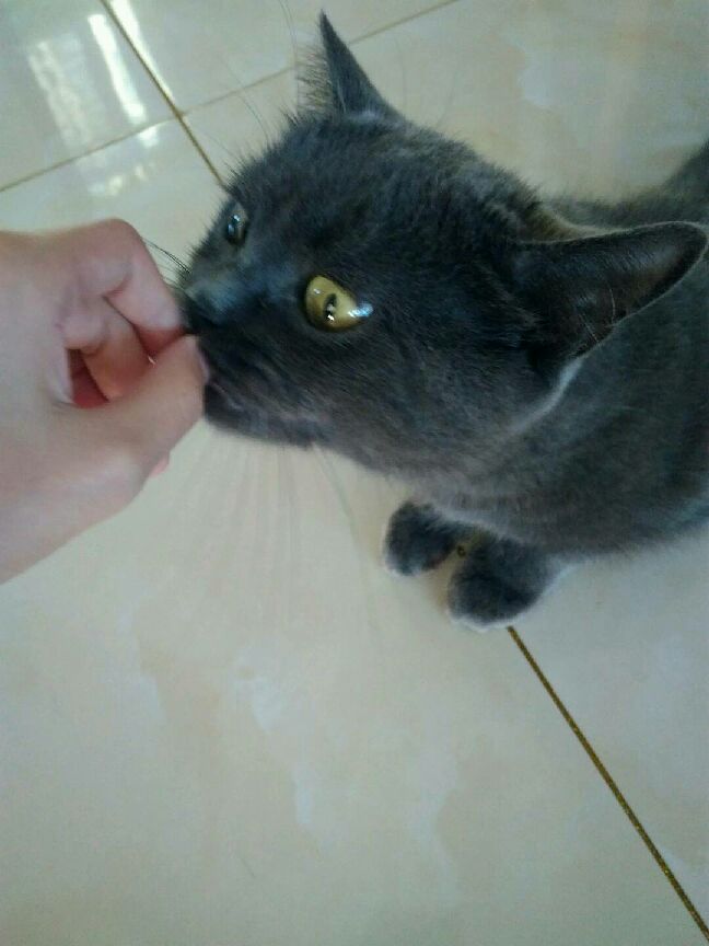 猫图片|宠物猫|猫咪|