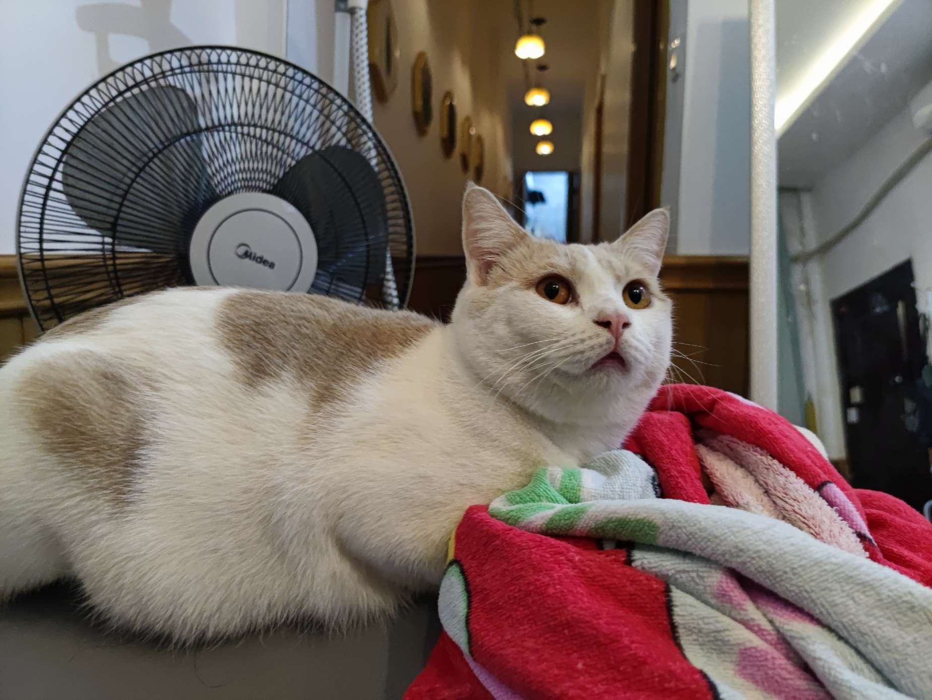 猫图片|宠物猫|猫咪|